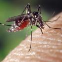 Tips on Preventing Malaria