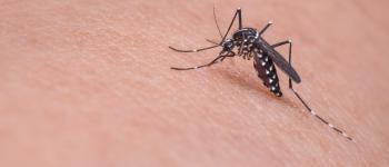 Zika & oropouche Virus Mosquito