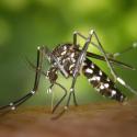 Zika Virus & Travel