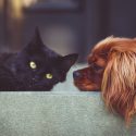 Does the coronavirus affect animals like cats and dogs?